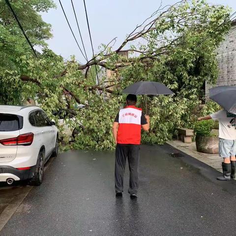 暴雨天树断砸电线，网格员出动保平安