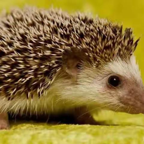 小刺猬🦔