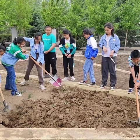 “在劳动中成长”-林西县第三小学五年一班劳动纪实