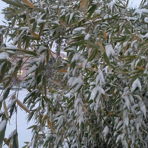 扫雪除冰齐行动，情暖精卫爱心行