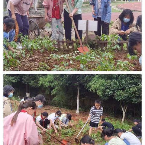 小小菜园天地广，劳动实践育人忙