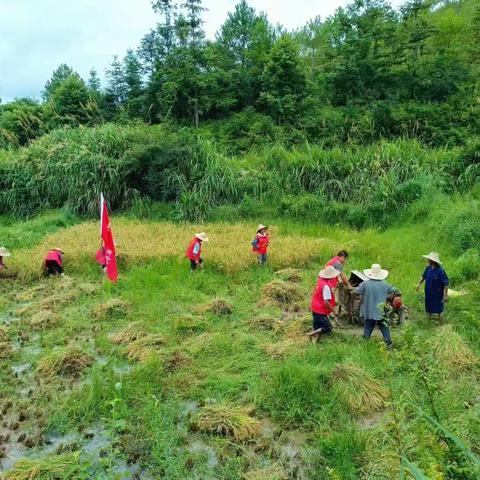 万盛村党支部开展“党员助力收早稻，田间地头党旗飘”志愿服务活动