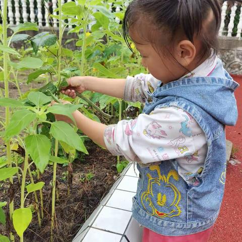 幼儿园的小美好
