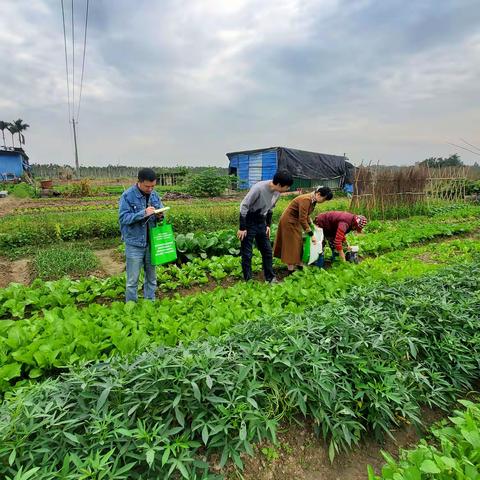 琼海市农业农村局积极开展元旦、春节“两节”前农产品质量安全监管工作