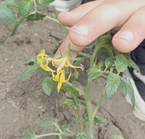 2024.5.22明珠幼儿园中三班——体验种植的乐趣篇——可爱的小番茄🍅