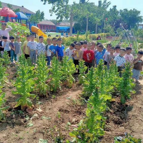 道幼种植园里大收获