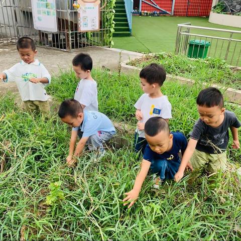 水富红灵鸟幼儿园中二班 🌱                     “葱明伶俐”  种植活动