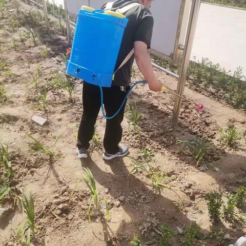 夏季，对学校植物进行灭虫