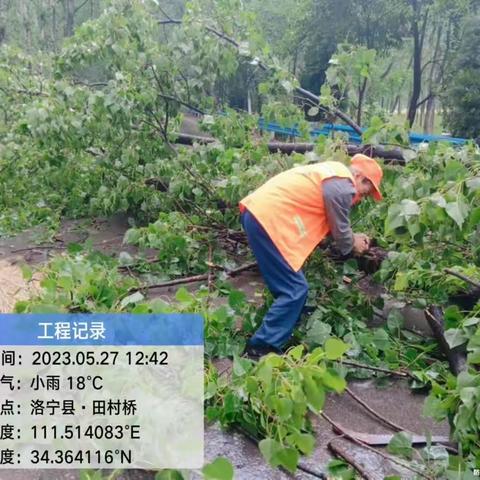 倒树 清障  养护职工行动迅速