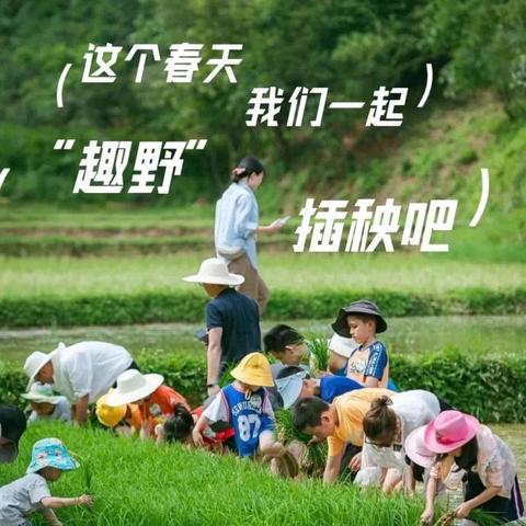 乐·少年田耕纪｜云上夯坨“趣”插秧 浑水摸鱼抓田螺