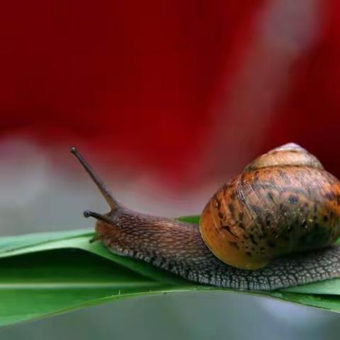 观察饲养小动物—蜗牛🐌