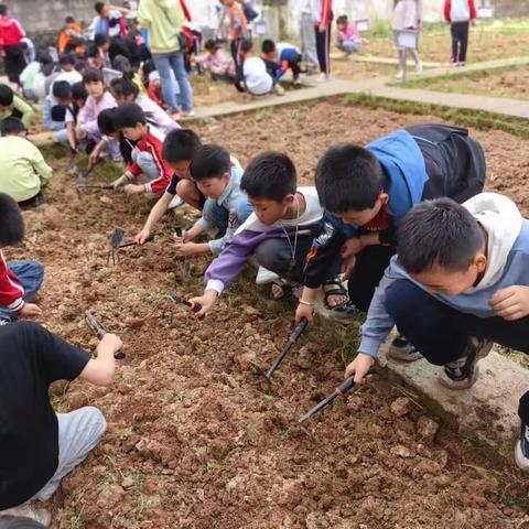 春光无限好，劳动正当时 ——崇仁县巴山镇第三小学多彩的生产劳动教育