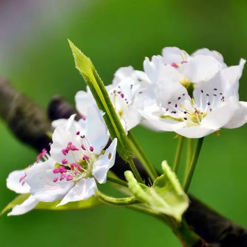 阳春三月百花开，优质课堂促成长—德院一实小片区低段数学优质课评选活动