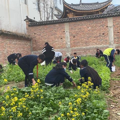 乐享其“种”，“植”得等待——大理市太和街道刘官厂完小“土豆品鉴会”