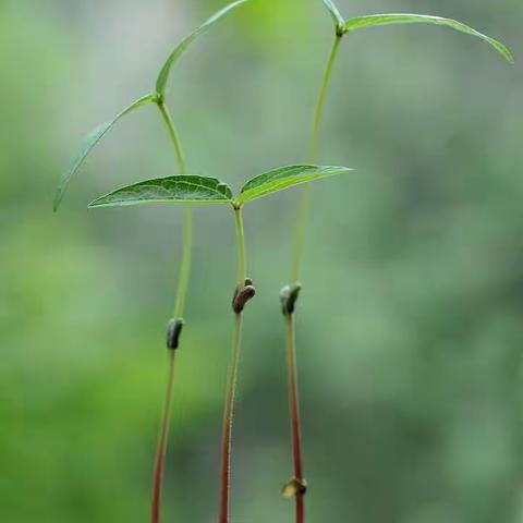 新华区柏林幼儿园——花四班    你好呀，绿小豆