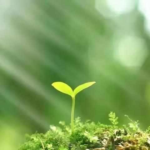 生命的力量—德阳市华山路学校童蒙养正中队家校共育系列亲子活动①