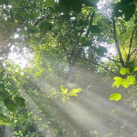 五月的阳光☀️是友好的