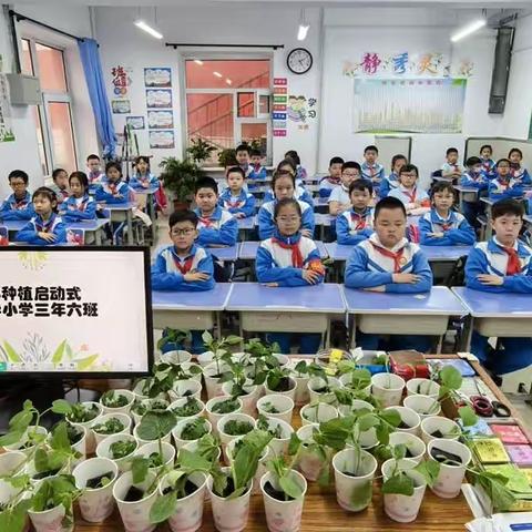 哈尔滨市风华小学校三年六班小种植活动第二阶段汇报