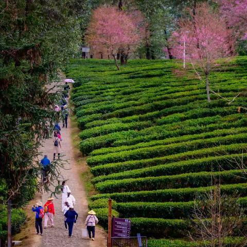 冬樱漫茶海，光影逐风行（副本）