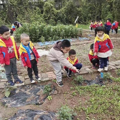 渝北区龙溪幼儿园大二班种植——开心菜园