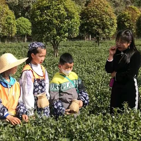 安康晋级第六期野外大课堂———春日找“茶” 活动圆满结束啦！