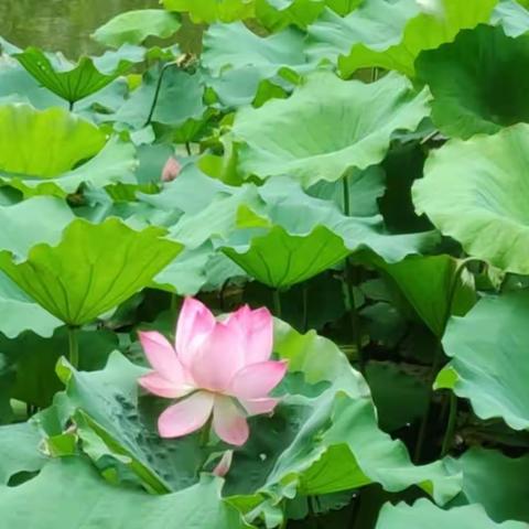 鼎盛华城8月份工作汇报