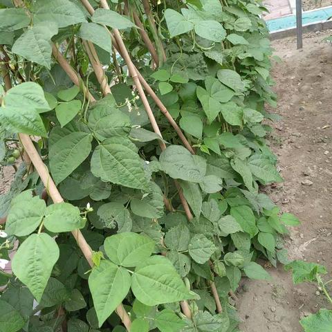 【走进种植园，宝贝乐翻天】——蔡园新镇区幼儿园大二班豆角采摘记！