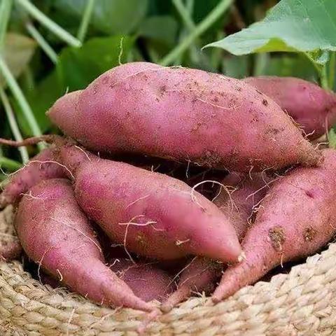 美味薯饼，给冬天一丝暖意——记蔡园新镇区幼儿园大二班食育课程