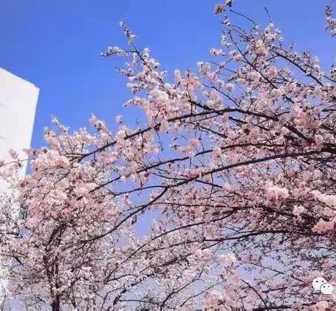 【“三抓三促”进行时】忽而春风，校园花开——枹罕学区牟家小学校园春景