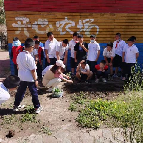 践行劳动教育 体验种植快乐 ——宽城区宋家小学“开心农场”活动报道