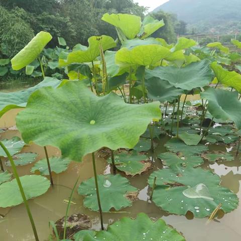 礼梓完小一年级作文第一期《夏日池塘》