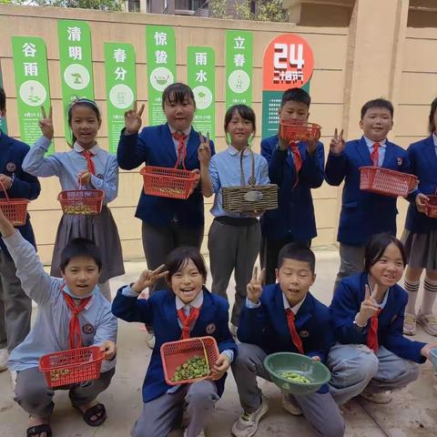 我们的蚕豆丰收啦！