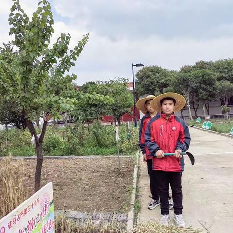 “夜来南风起，小麦覆陇黄”——驻马店市第三十小学三一班 麦收在行动