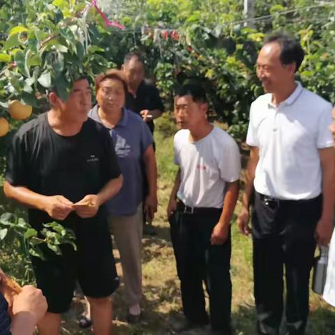 魏县密植梨现场培训会