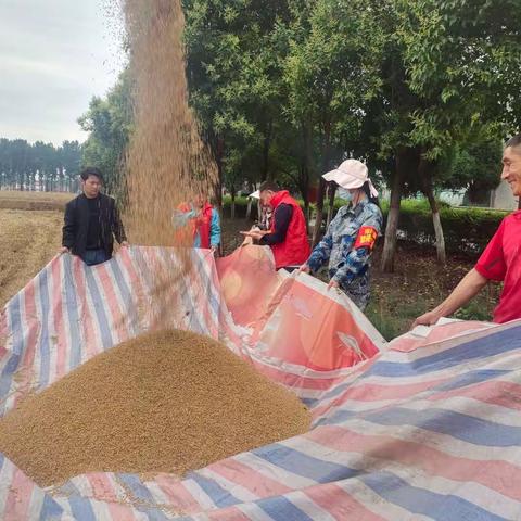 夏粮抢收 颗粒归仓