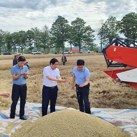 金穗卷起千层浪，又是一年麦收时