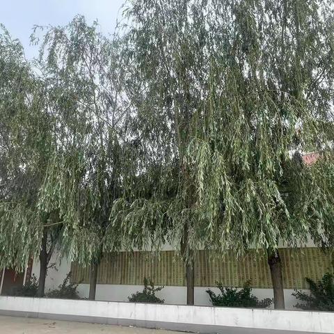 情系教育筑希望，爱满校园暖人心——三里杨村书记带领爱心村民为学校消除安全隐患