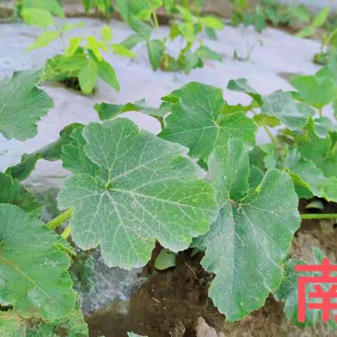 “逐劳动之光，扬时代之帆”——张川镇学区上沟小学劳动教育活动剪影