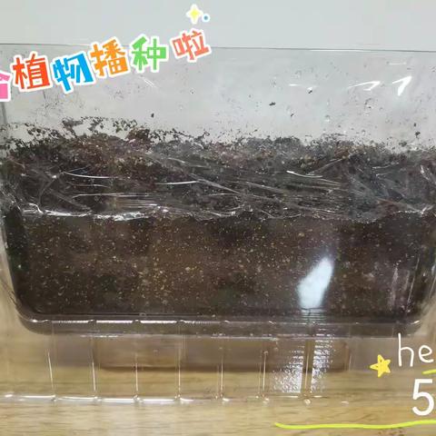 植物成长观察记录—东山小学一年级八班赵子睿