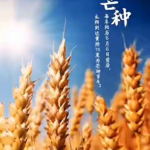 萌娃芒种小故事：