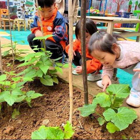 幼儿园的黄瓜，真好吃———龙广镇中心幼儿园老校区中（1）班种植园采摘活动