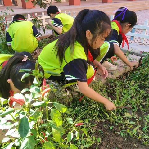 勤奋劳动   创造幸福一一一滦南县长凝镇中心小学劳动教育纪实