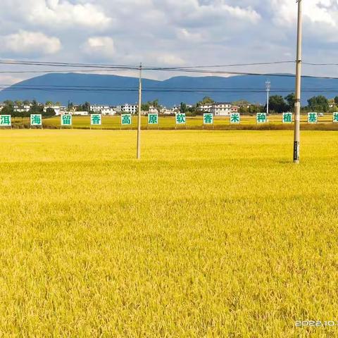 “藏粮于地，藏粮于技”，稻花香里说丰年—云南省设计院集团高标准农田工程勘察设计篇