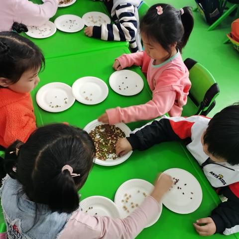 小辛庄幼儿园分拣三色豆活动