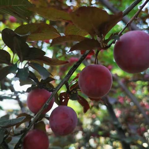 有“李”真好——彭水县幼儿园中四班