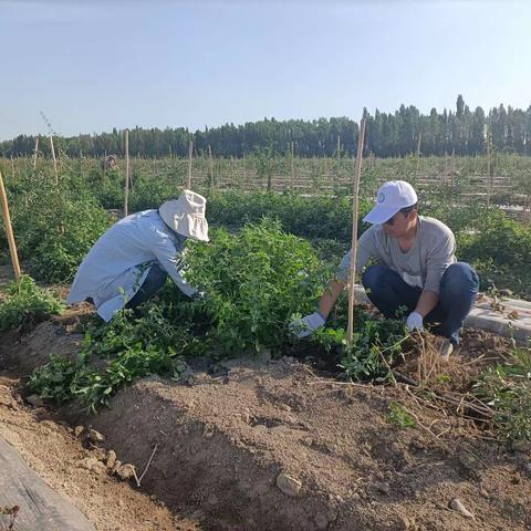 新时代文明实践 | 滨河社区：实践活动入田间，义务助农解民忧