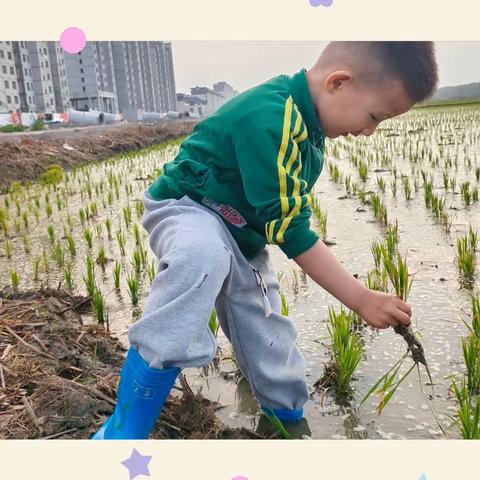 【班级秀】芒种时节 夏长悠悠🌾——曹妃甸区第一幼儿园小五班“芒种”主题活动