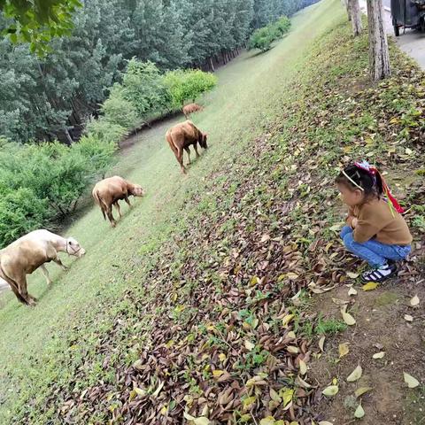 “回归自然”，“激活童趣”——佘家华翰幼儿园（小二班）