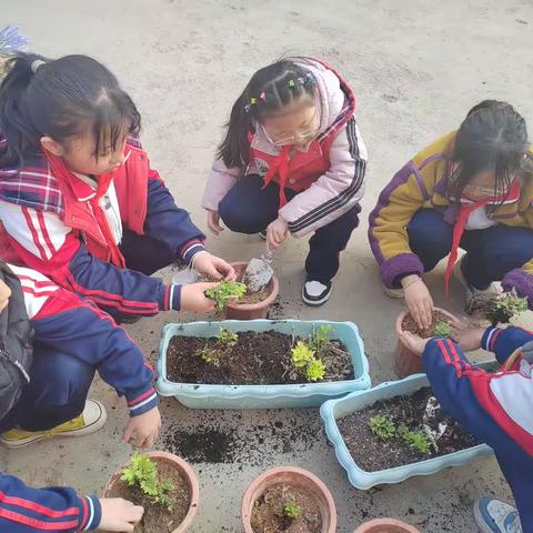 冀南新区西村小学社团之种植社团