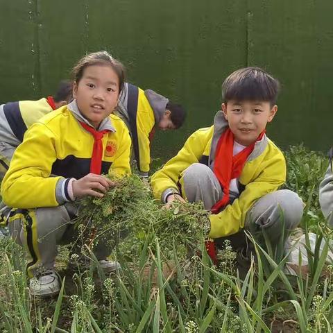 劳动砺心智 实践促成长———亢北小学四二班劳动教育基地实践活动美篇